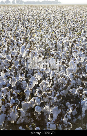 Plantation de coton dans la Chapada dos Parecis Banque D'Images