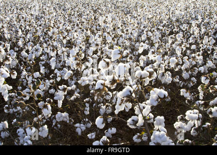 Plantation de coton dans la Chapada dos Parecis Banque D'Images