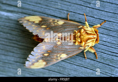 Papillon de nuit Banque D'Images