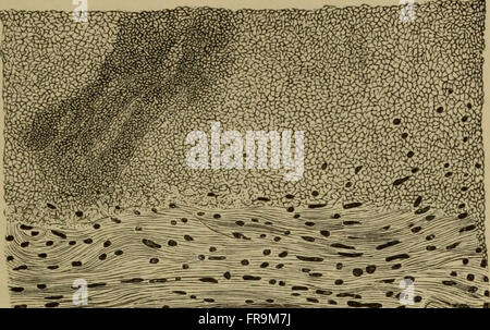 Les éléments d'Histologie Pathologique avec référence spéciale à des méthodes pratiques (1895) Banque D'Images