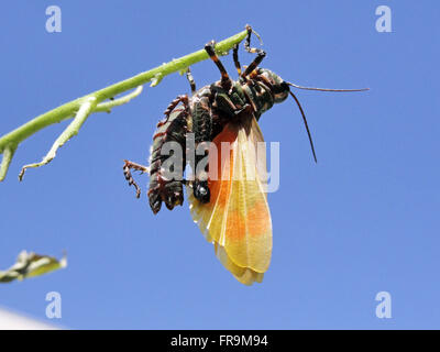 - Tropidacris collaris sauterelle - entrer dans l'âge adulte Banque D'Images