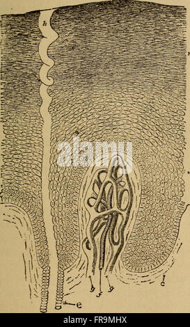 Ce manuel de 1884 présente les concepts de base de l'anatomie humaine, de la physiologie et de l'hygiène, destinés aux débutants. Il couvre les structures corporelles, les fonctions et l'importance des pratiques de santé personnelle. Banque D'Images