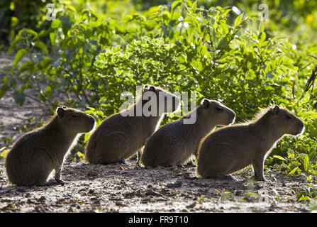 Chiots capybara dans le Pantanal - hydrochaeris Banque D'Images