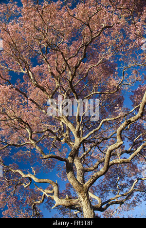 Tree-ipe floraison pourpre dans le Pantanal - Tabebuia sp Banque D'Images