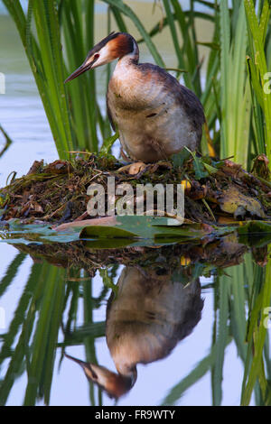 Grèbe huppé (Podiceps cristatus) assis sur son nid dans les plantes aquatiques dans le lac Banque D'Images