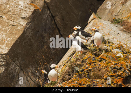 Un groupe de macareux cornu reste sur un rocher sur l'Île Chisik Tuxedni dans la réserve intégrale, l'Alaska. Banque D'Images