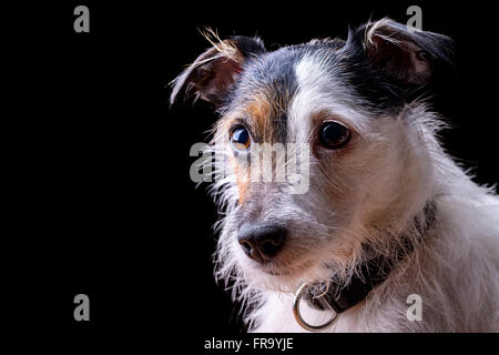 Portrait of female Jack Russell Terrier sur fond noir Banque D'Images