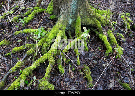 Bois moussus et marsh, racines de l'arbre d'aubépine Banque D'Images