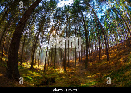 Les rayons de lumière qui brillait à travers les arbres dans une forêt un jour de printemps. Banque D'Images