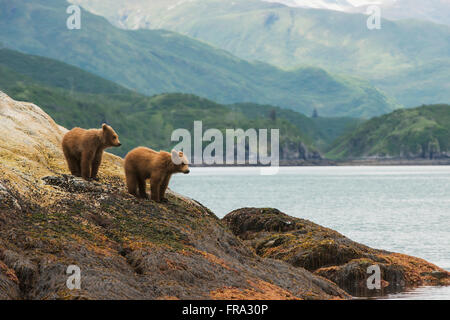 Une paire d'oursons brun regarder leur mère en nageant dans la baie Kukak, Katmai National Park, Alaska et conservation Banque D'Images