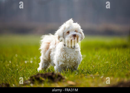 Bichon Havanais blanc chien debout dans l'herbe de prairie au printemps Banque D'Images