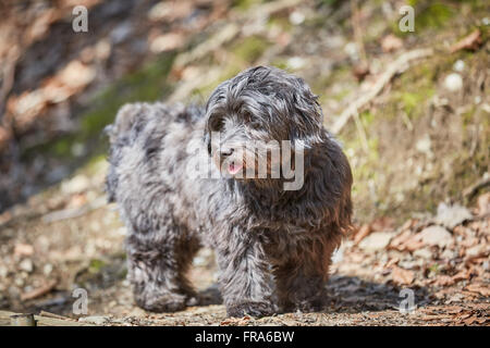 Chien Bichon havanais Noir debout dans la forêt au printemps Banque D'Images