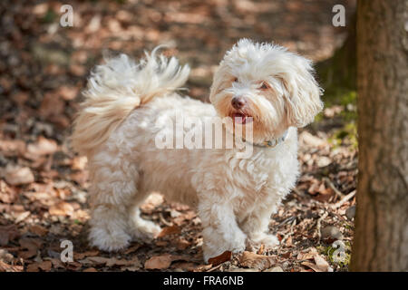 Bichon havanais blanc chien debout dans la forêt à la recherche qui s'intéressent au printemps Banque D'Images