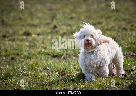 Bichon Havanais blanc chien debout dans l'herbe de prairie au printemps Banque D'Images