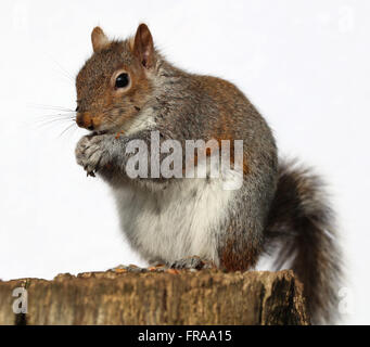 Close up d'un écureuil gris de manger des arachides sur un tronc d'arbre Banque D'Images