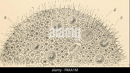 Text-book de l'anatomie comparée (1898) Banque D'Images