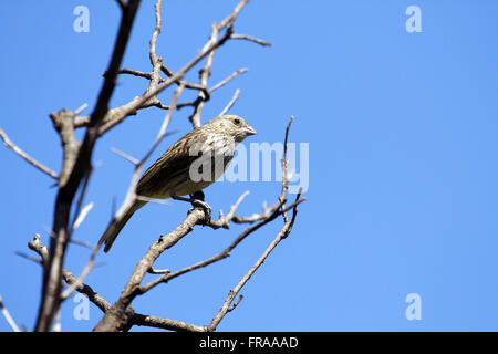 Le canario femelle le terrain - Sicalis flaveola - à Sao Borja Banque D'Images
