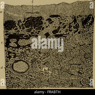 Les éléments d'Histologie Pathologique avec référence spéciale à des méthodes pratiques (1895) Banque D'Images