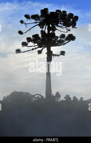 Araucaria dans le Canyon de Itaimbezinho - Parc national Aparados Sierra Banque D'Images