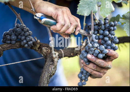 La récolte de raisin Merlot en détail la culture horizontale type appelé l'espalier Banque D'Images