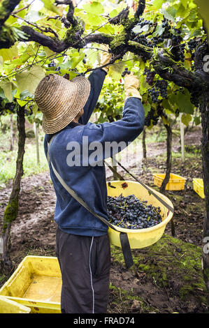 Isabela vendanges type treillis appelé culture horizontale Banque D'Images