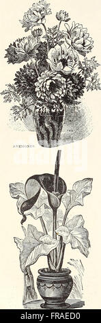 - Catalogue automne 1903 (1903) Banque D'Images