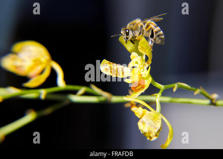 Abeille sur fleur orchidée mini rain forest Banque D'Images