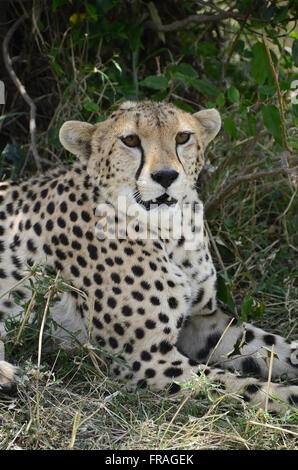 Cheetah Cheetah ou couché dans l'ombre d'un arbre dans le Masai Mara National Reserve Banque D'Images