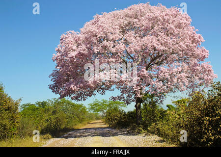 Arbre à fleurs pourpre-ipe au Pantanal Park Road Banque D'Images