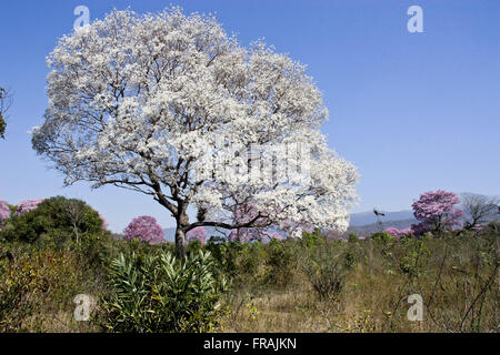 Tree-ipe blanc et violet fleurs au milieu de la végétation dans le Pantanal Park Road Banque D'Images