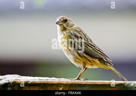 Le Canario - Sicalis flaveola femelle de la terre Banque D'Images
