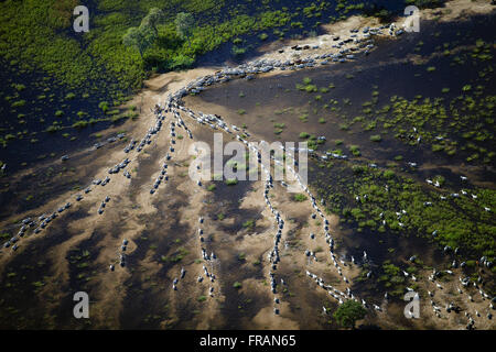 Retrait de l'élevage d'Entourage rempli les champs inondés par le fleuve Paraguay Banque D'Images