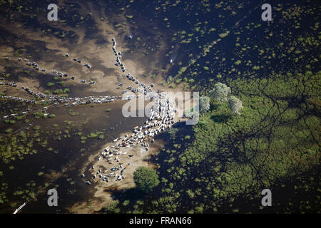 Retrait de l'élevage d'Entourage rempli les champs inondés par le fleuve Paraguay Banque D'Images