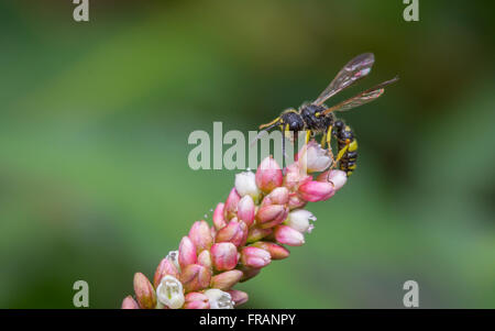 Ornate digger wasp (Cerceris rybyensis) sur Persicaria maculosa (fleur) Chevalier arlequin Banque D'Images