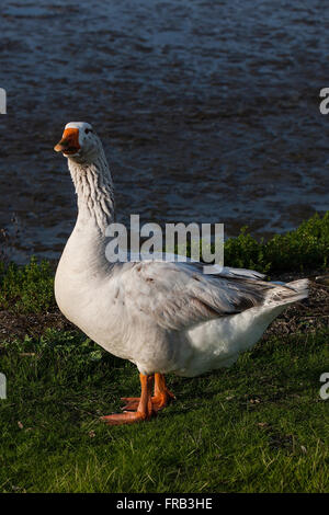 Oie des neiges, Chen caerulescens, Palo Alto, de la nature Lucy Evans Baylands Nature Palo Alto, Californie, États-Unis d'Amérique Banque D'Images