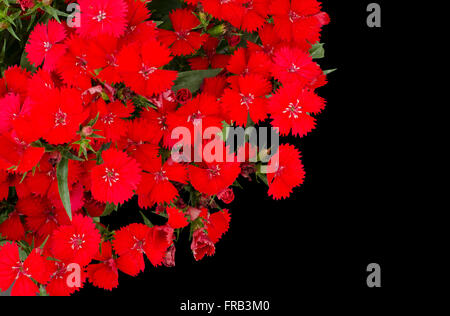 Dianthus isolé sur fond noir Banque D'Images