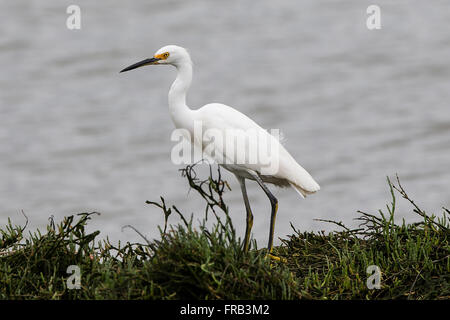 Aigrette neigeuse (Egretta thula), préserver la nature Baylands, Palo Alto, Californie, États-Unis d'Amérique Banque D'Images