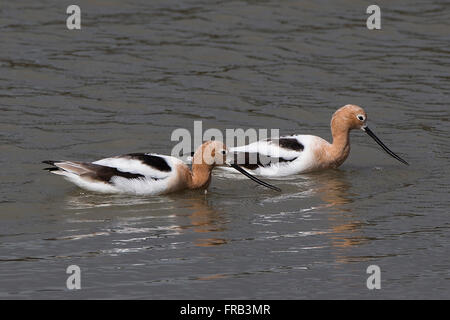 L'Avocette d'Amérique, Recurvirostra americana Baylands Nature Preserve, à Palo Alto, Californie, États-Unis d'Amérique Banque D'Images