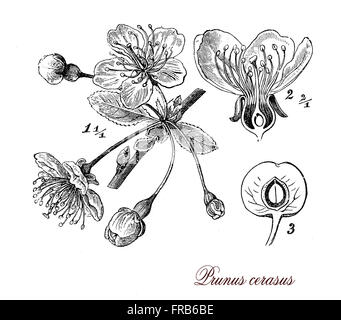 Vintage print décrivant le griottier arbre fruit botanique et morphologie des belles fleurs.Les cerises acides connus des Grecs en 300 av. J.-C., ont été cultivés et aussi extrêmement populaire avec les Perses et les Romains qui les a introduits en Grande-Bretagne. Banque D'Images