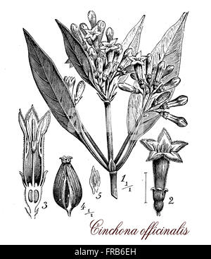 Vintage imprimer chincona décrivant la morphologie botanique des plantes : c'est une source de plantes médicinales de la quinine, native de la forêt Andine. Cinchona comme en face de feuilles lancéolées, les fleurs sont petites en panicules et le fruit est une capsule de graines. Banque D'Images