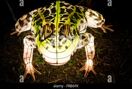 Londres, Royaume-Uni - 07 Février, 2016 : Festival des lanternes magiques de Chiswick House and Gardens. Lanterne crapaud Banque D'Images