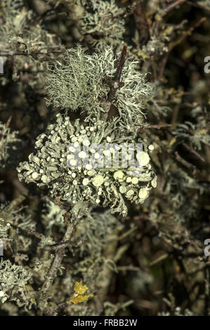 Trois espèces de lichens croissant ensemble sur une branche d'arbre le principal Ramalina fastigiata Banque D'Images