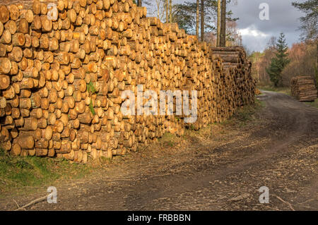 Les arbres abattus. Tonnes de couper les arbres en attente d'être transportées à papiers. Banque D'Images