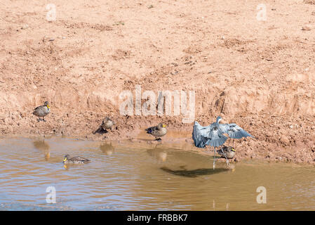 Un noir à leur tête entre heron landing canards à bec jaune à l'Domkrag barrage dans l'Addo Elephant National Park d'Afrique du Sud Banque D'Images