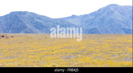 Super bloom de tournesols d'or du désert (Geraea canescens) le long de la route de Badwater Death Valley National Park, en Californie. Banque D'Images