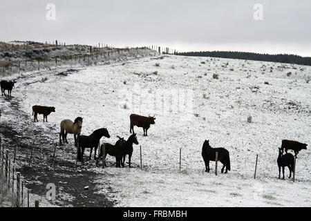 Le pâturage du bétail dans le champ couvert de neige - paysage caractéristique de Campos de Cima da Serra Banque D'Images