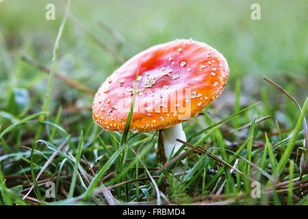 Champignon rouge à pois blancs - Amanita muscaria Banque D'Images