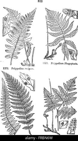 Illustrations de la flore britannique- une série de gravures sur bois, avec des plantes, des dissections britannique (1880) Banque D'Images