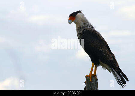 Caracara - également connu sous le nom de carcara, carancho, Caracarai et hawk-de-feu Banque D'Images