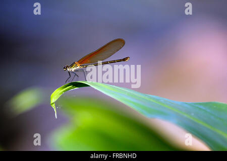 Dragonfly resting on leaf ginger Banque D'Images